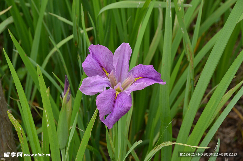 紫色鸢尾花绽放于草丛
