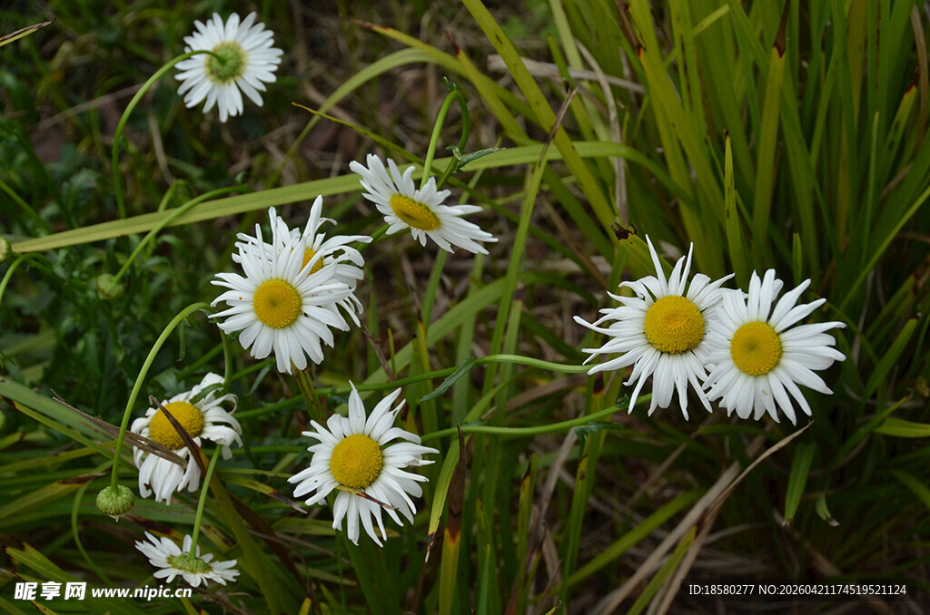 田野中的白色小雏菊