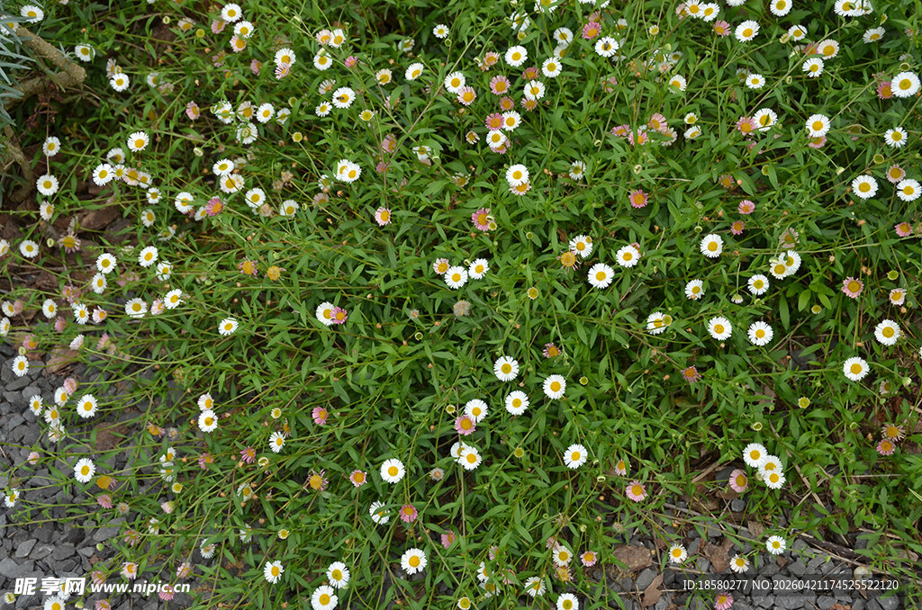 白色墨西哥飞蓬小花铺满绿色草地
