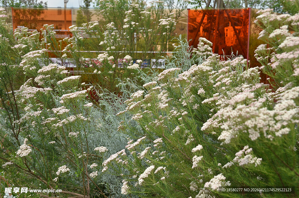 白色花丛中的自然景致