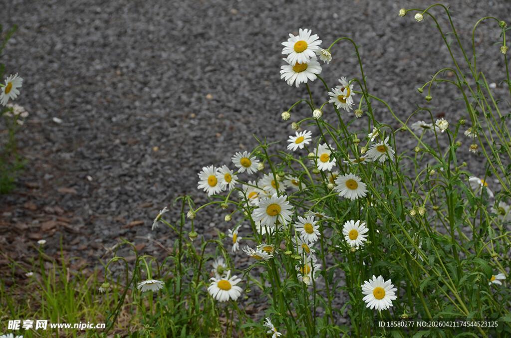 路边绽放的清新小雏菊