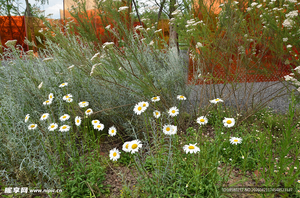 花园中的白色雏菊绽放
