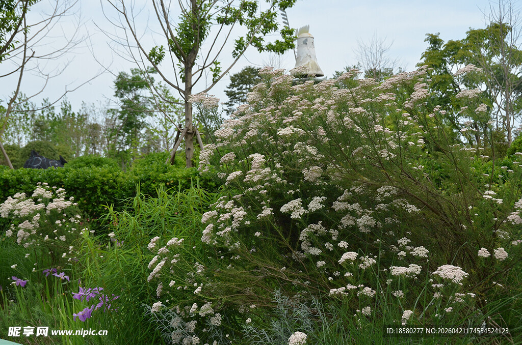 柳叶白菀 仙女菊 