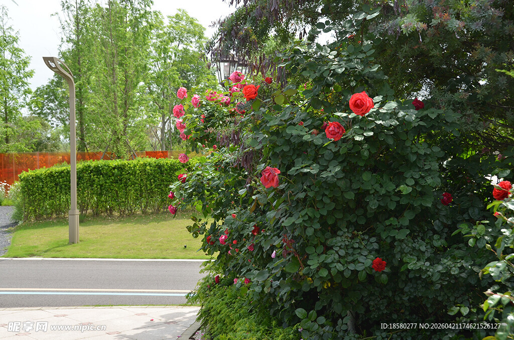 花园中盛放的鲜艳红玫瑰