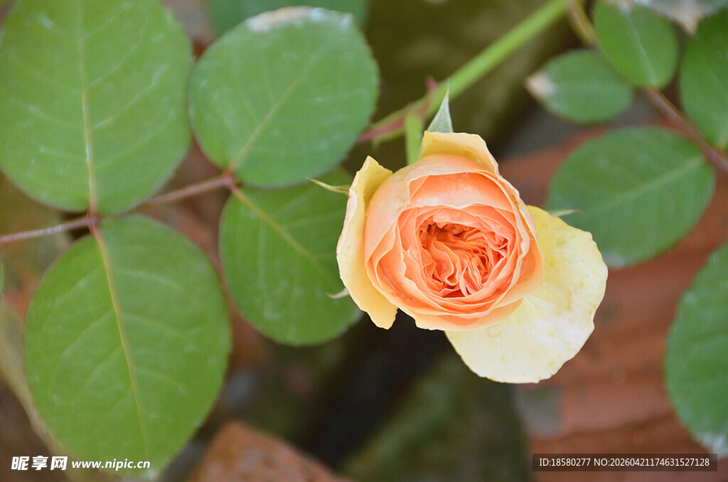 橙黄玫瑰绽放绿叶间