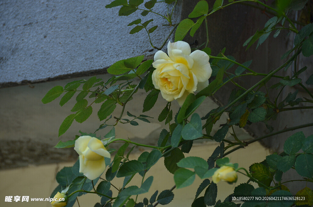 黄玫瑰绽放于绿叶间