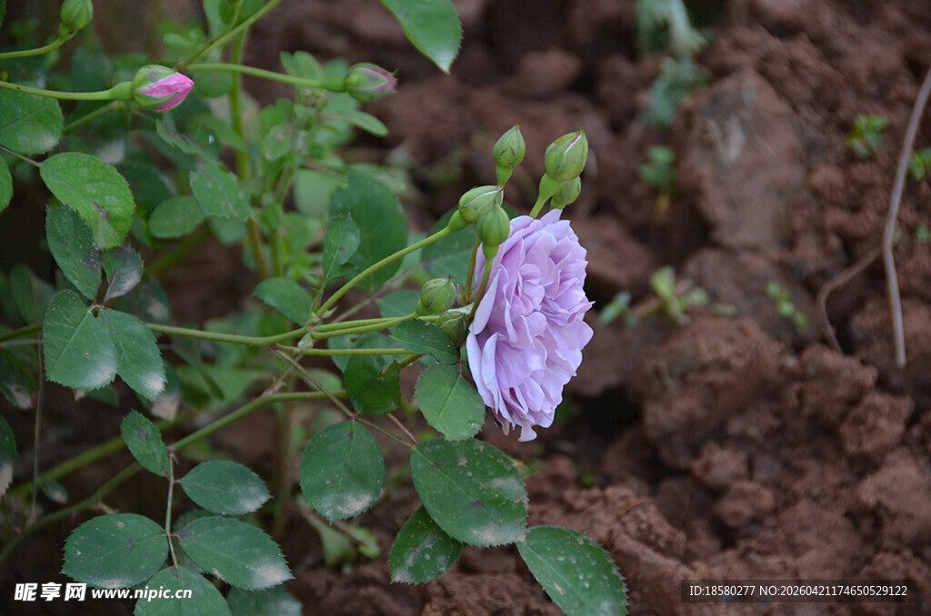 紫色绽放的娇艳花朵