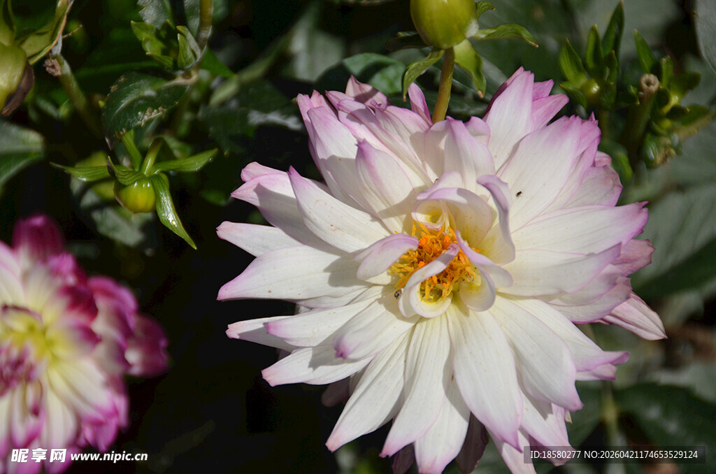 粉白娇艳大丽花绽放