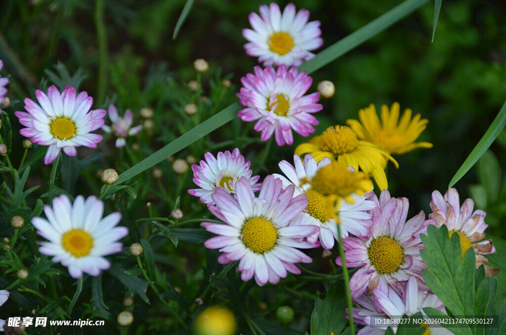 多彩雏菊绽放于绿意间