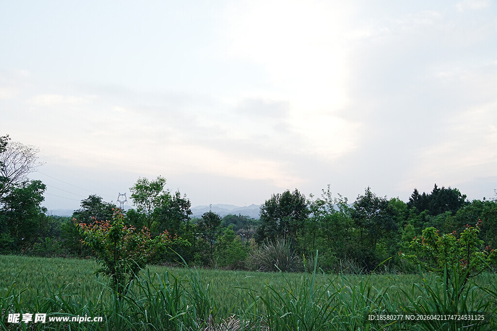 田野间绿意盎然的自然景象