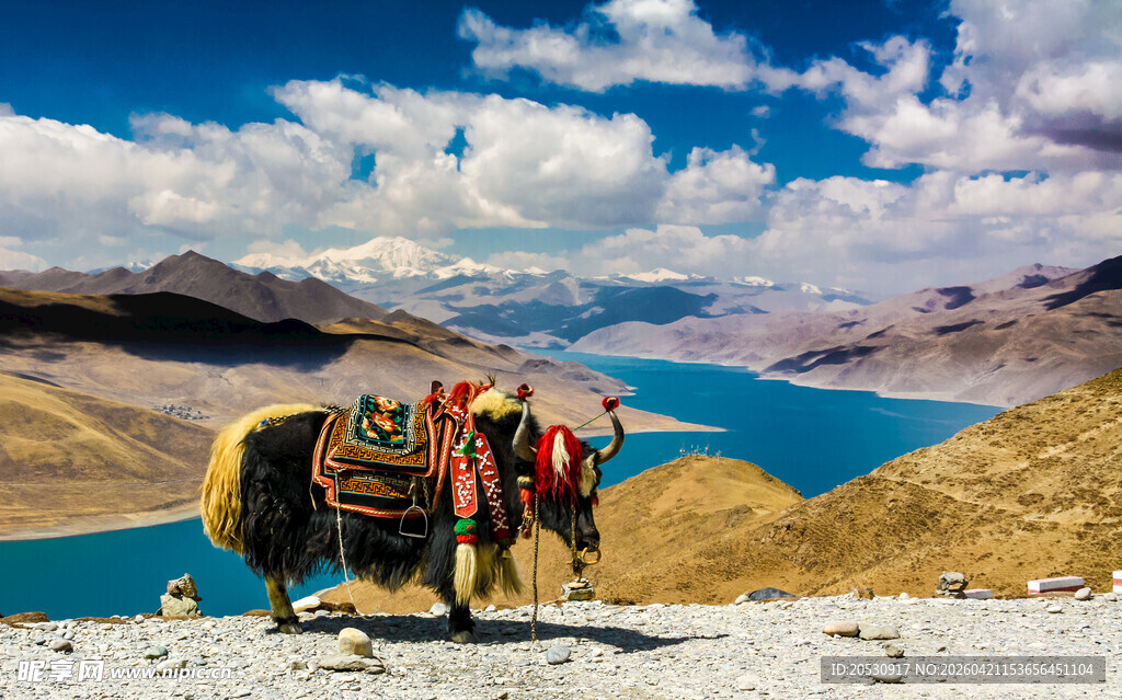 羊卓雍措湖边的牦牛