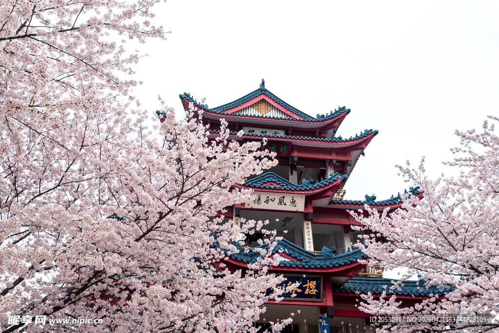 无锡鼋头渚樱花谷樱花实拍