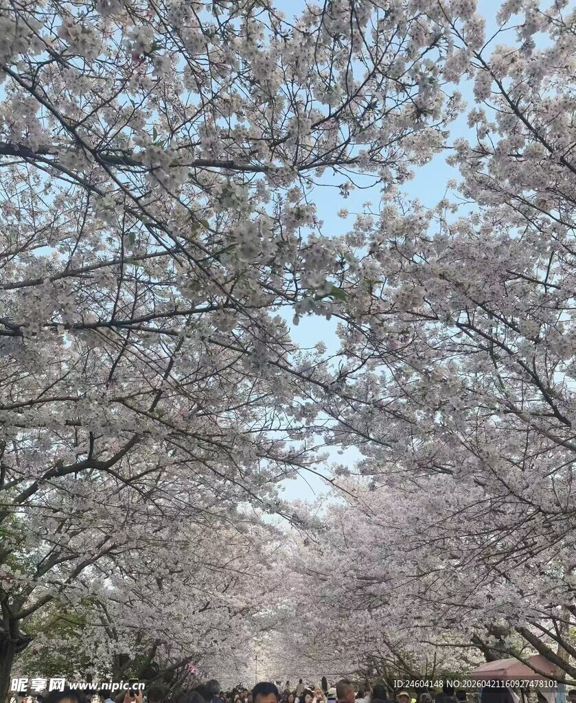 樱花盛开的浪漫街道