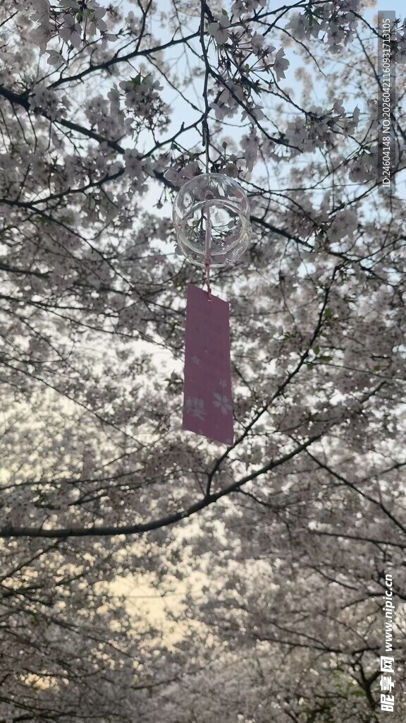 樱花树下的神秘紫色身影