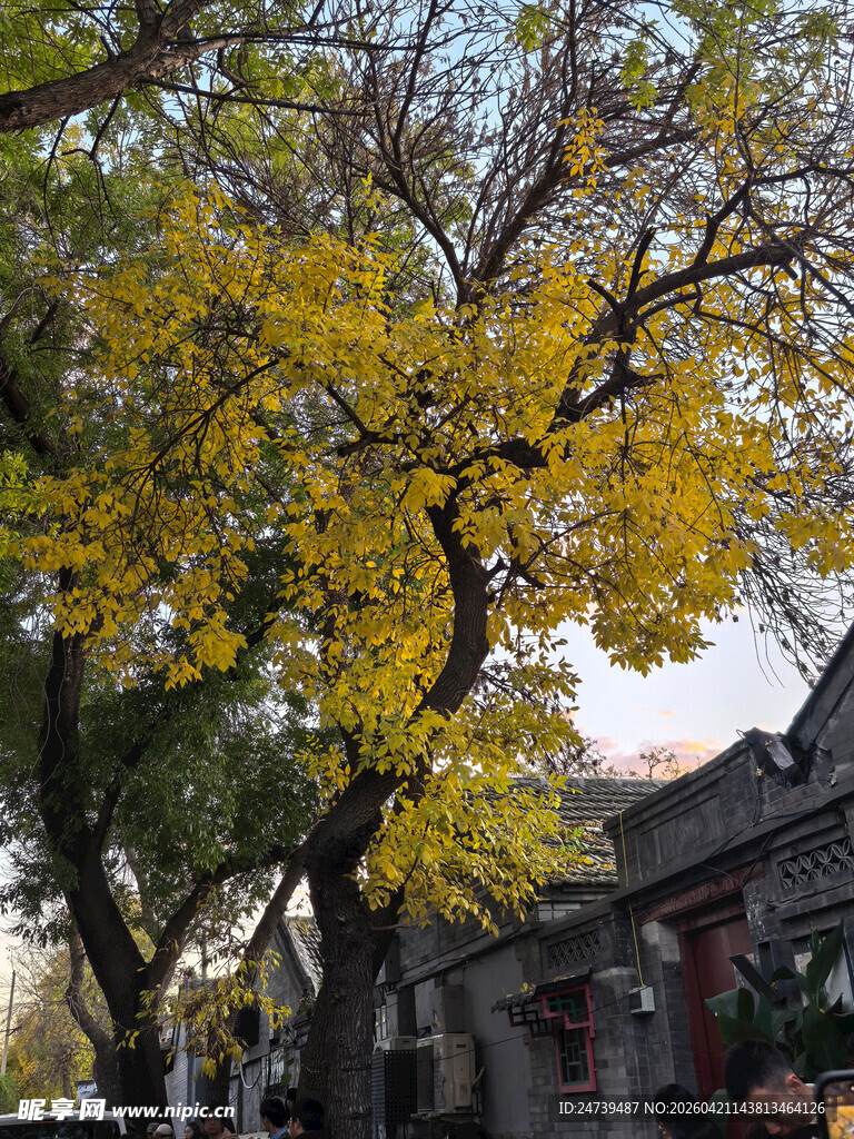 秋天的老北京胡同