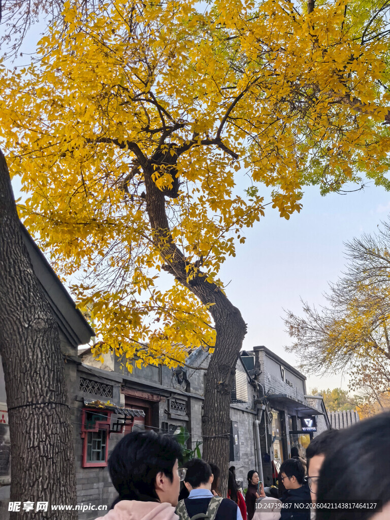 秋天的老北京胡同