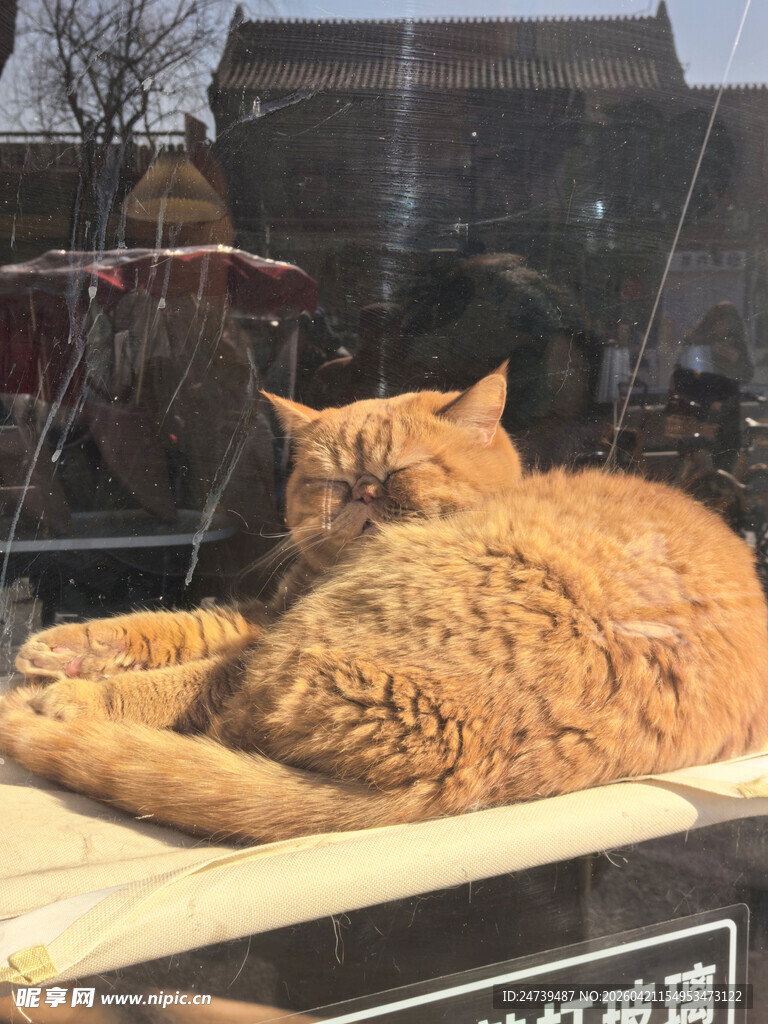 橱窗里睡着的加菲猫