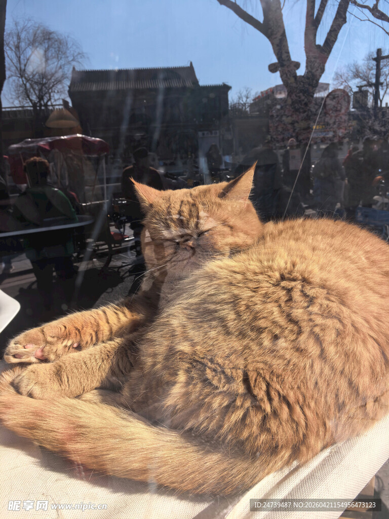 橱窗里睡着的加菲猫