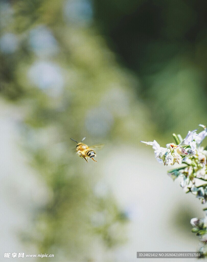 蜜蜂花间飞舞