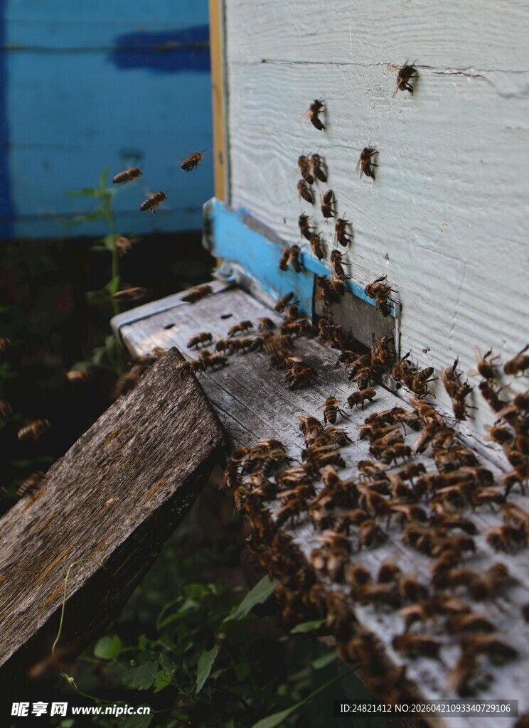 蜂群聚集在蜂箱旁