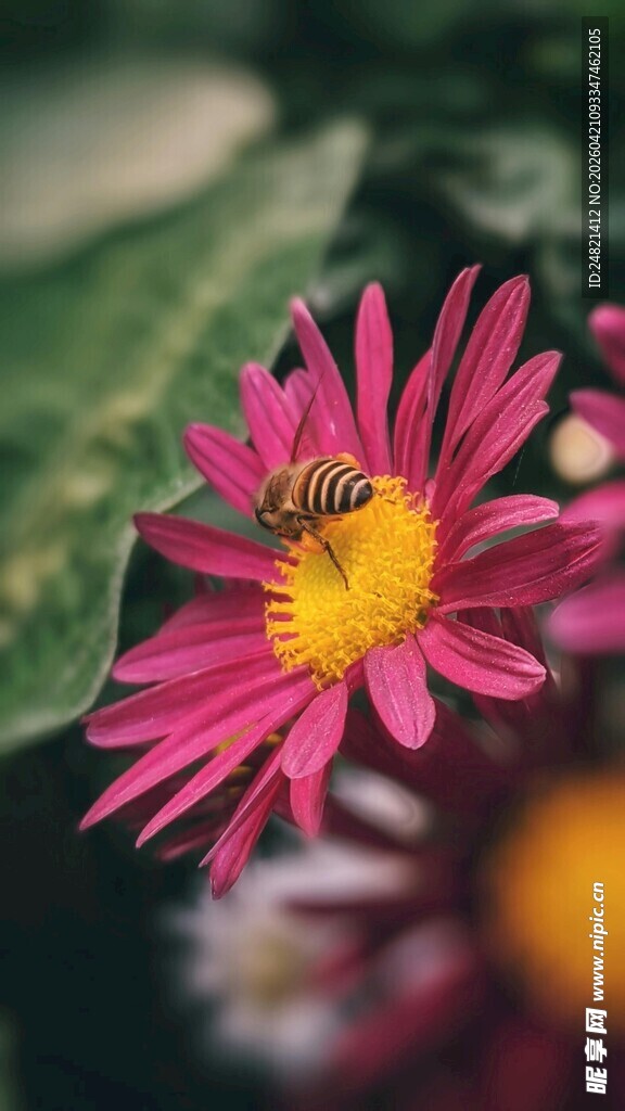 蜜蜂采蜜于娇艳粉色花朵
