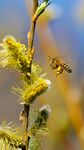 蜜蜂采蜜于柳树枝头