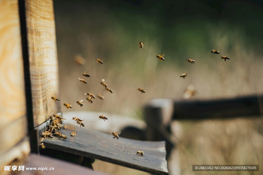 蜜蜂出巢瞬间