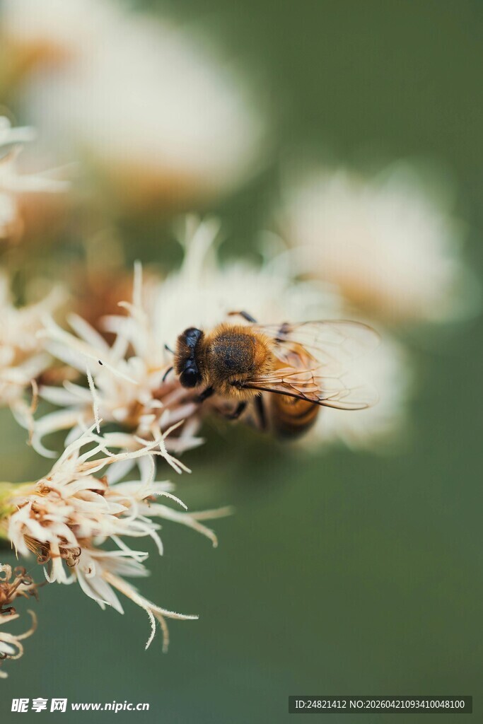 蜜蜂停留在白色花朵上