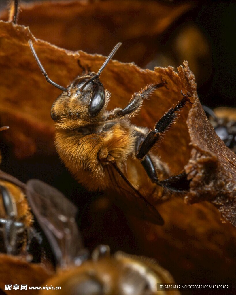 一群蜜蜂聚集在枯叶上