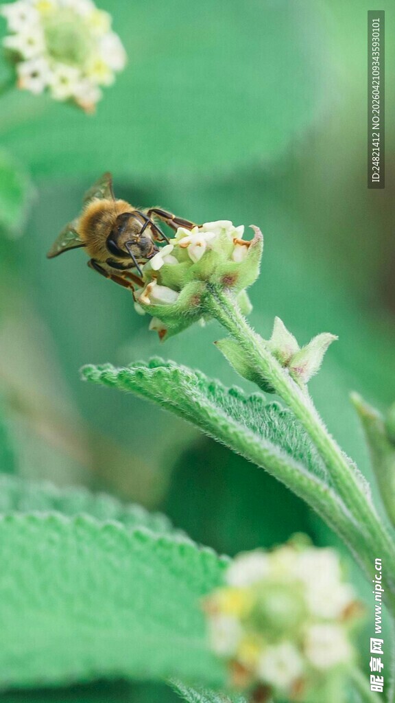 蜜蜂停驻花朵采蜜瞬间
