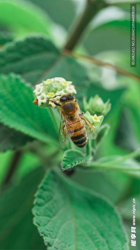 蜜蜂停驻绿叶间采蜜