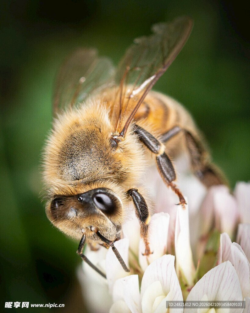 蜜蜂采蜜特写