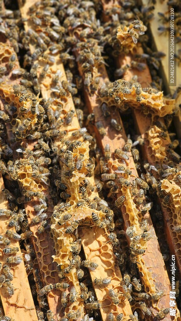 蜂巢上忙碌的蜜蜂群