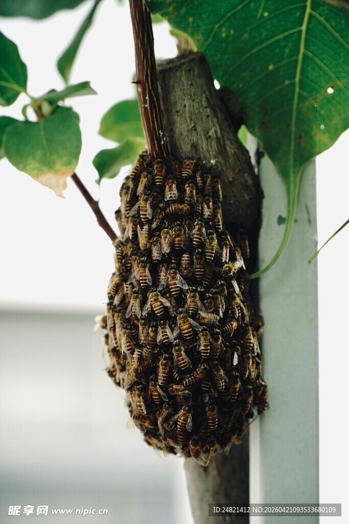 树上的密集蜂群
