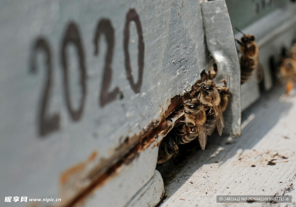 2020年蜂巢口的忙碌蜜蜂