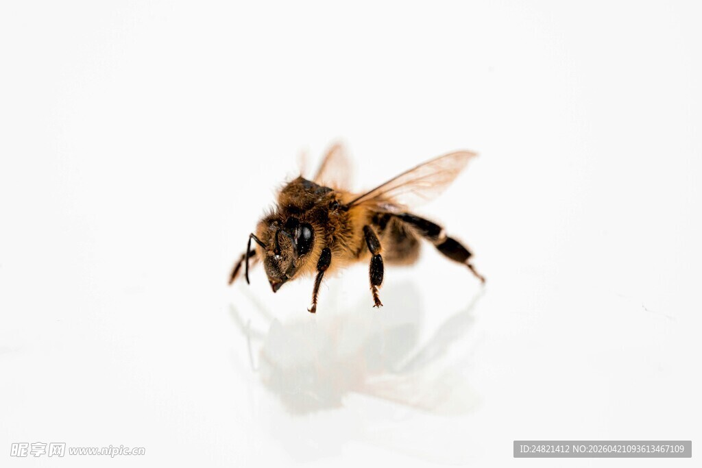 微距下的蜜蜂