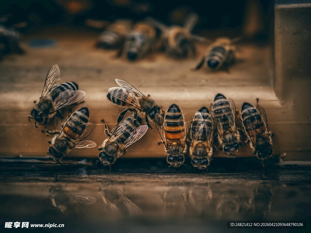 蜂巢口忙碌的蜜蜂