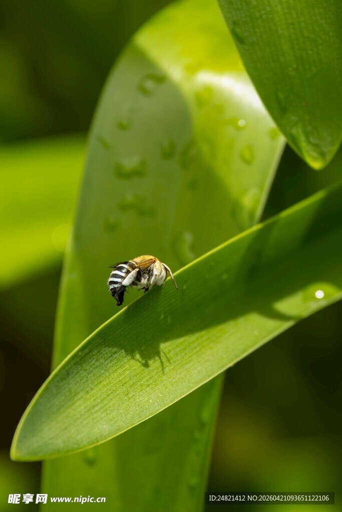绿叶上的小蜜蜂