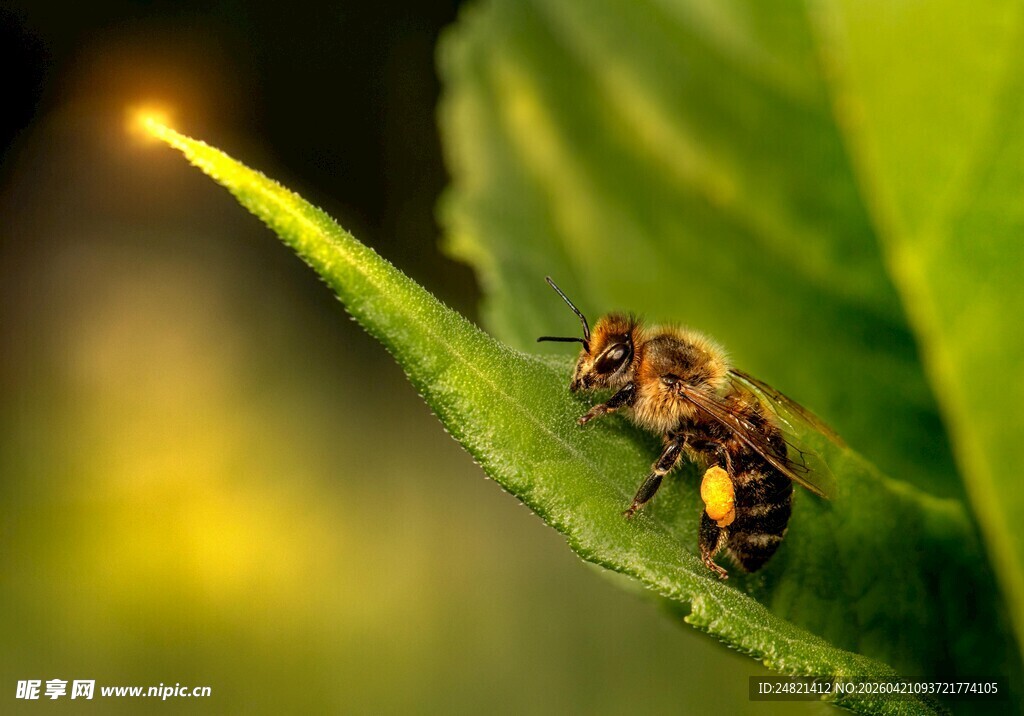 绿叶上的小蜜蜂