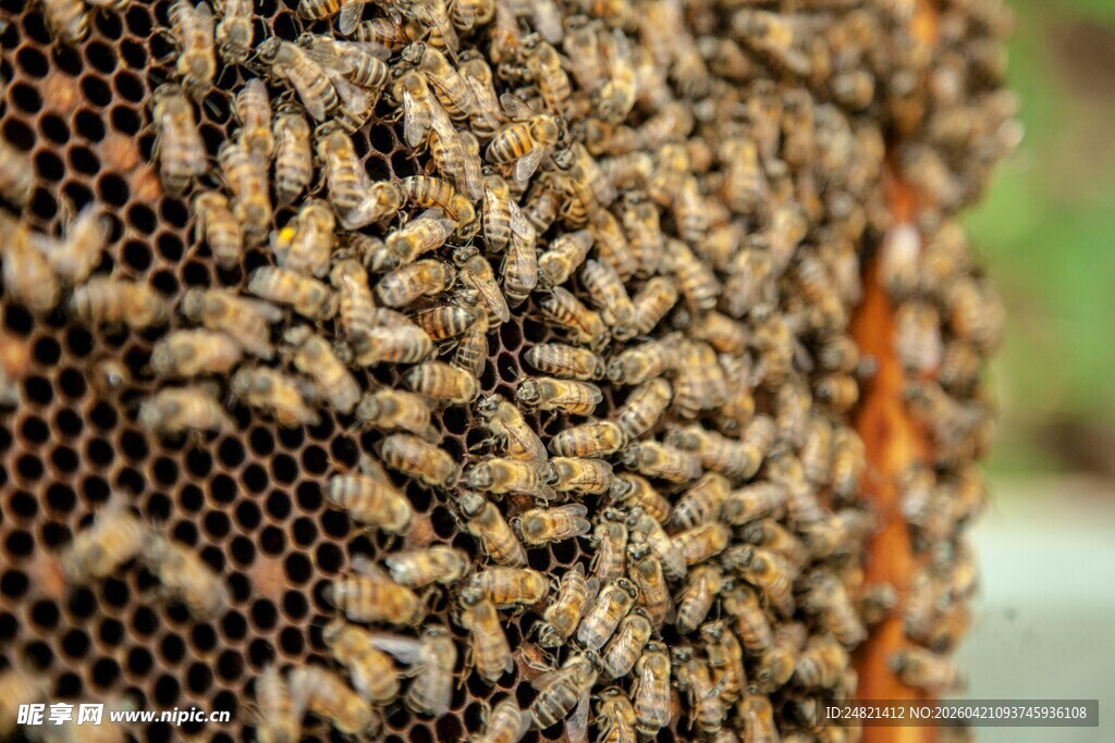 蜂巢上密集的蜂群