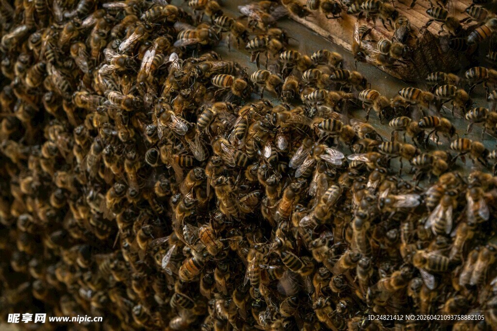 密集蜂巢中的众多蜜蜂