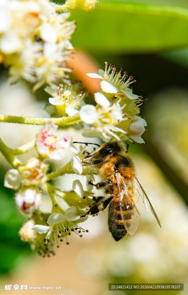 蜜蜂花间采蜜