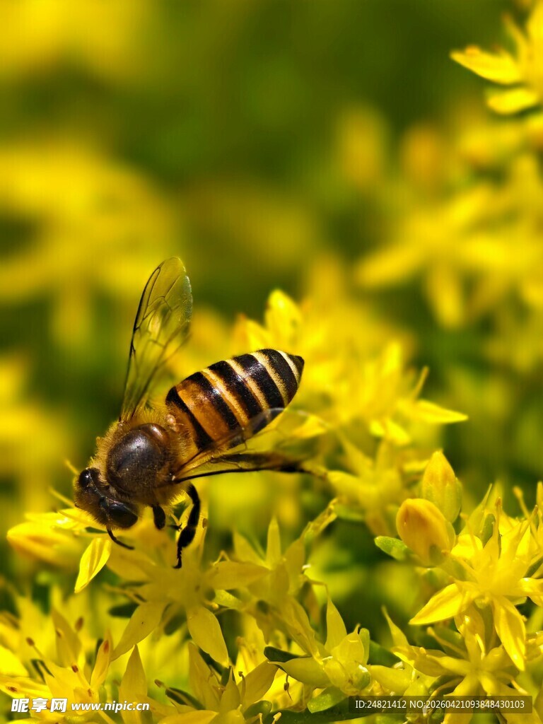 蜜蜂于黄花间忙碌采蜜