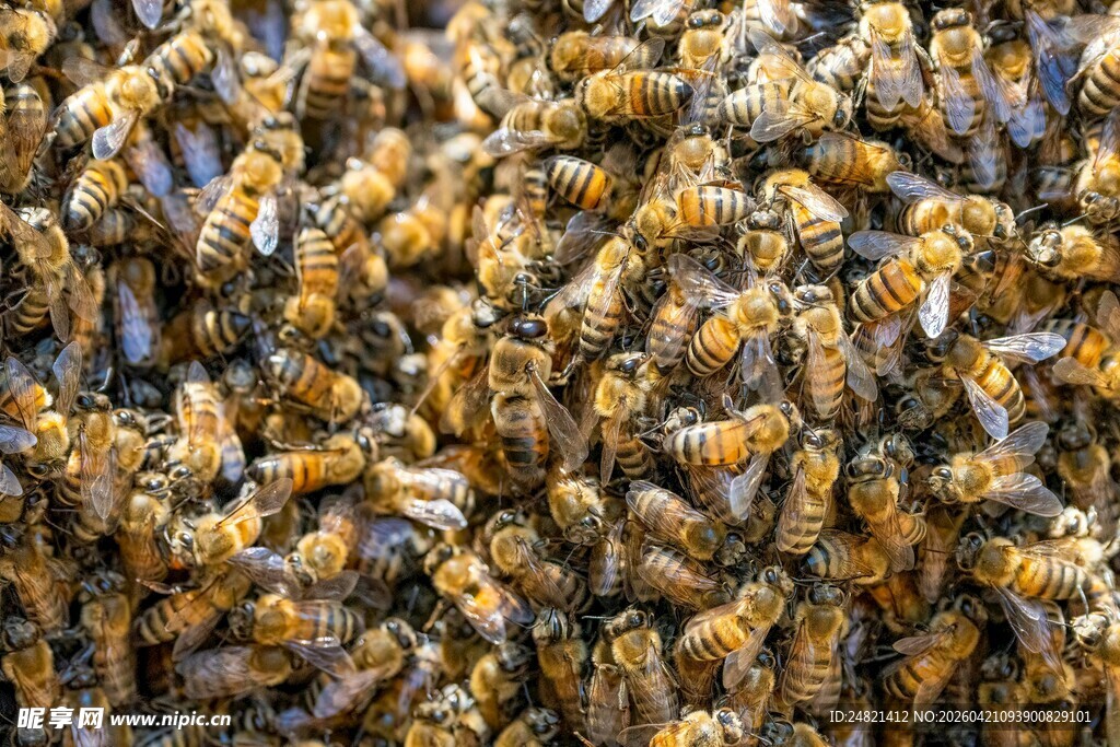 密集的蜂群