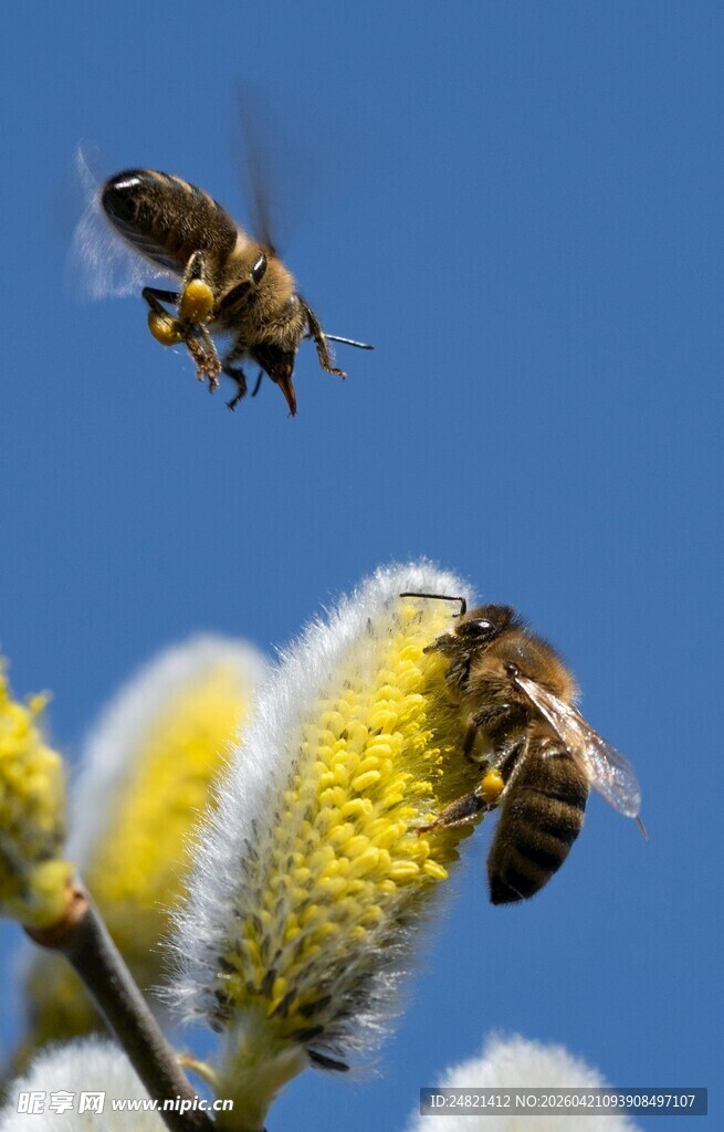 蜜蜂采蜜于银柳枝头