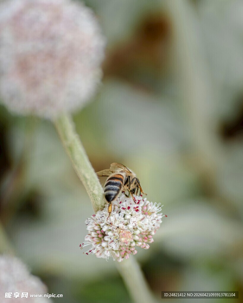 蜜蜂采蜜于绒球状花朵