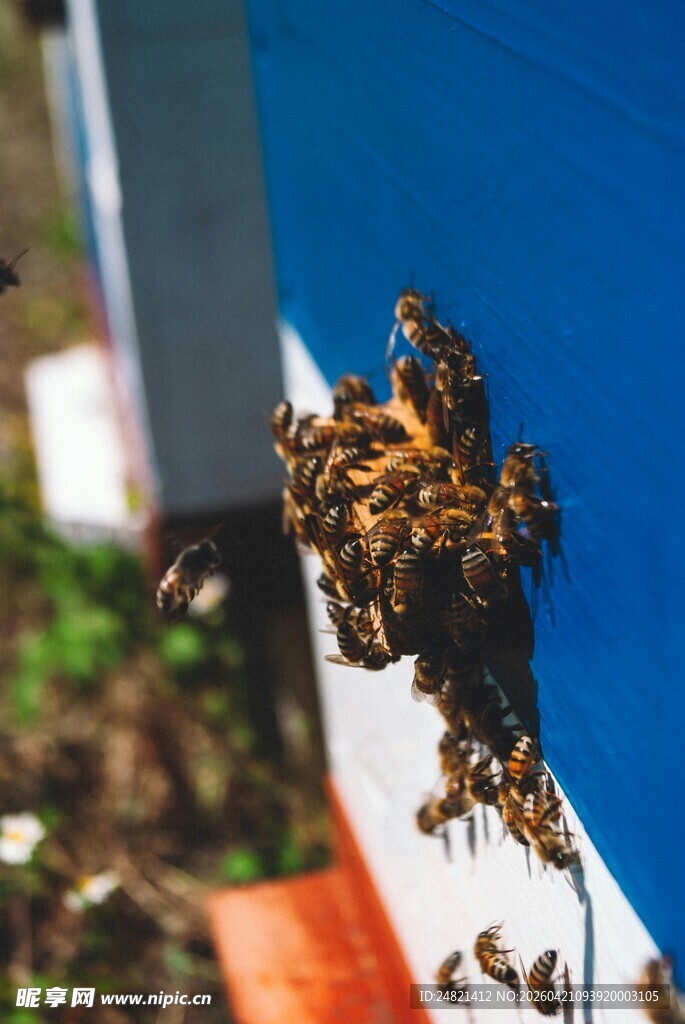 蜜蜂聚集在蓝板边缘