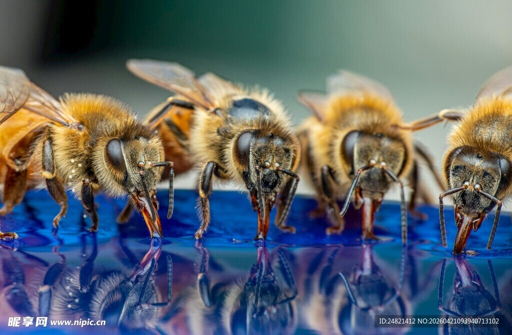 蜜蜂群集于蓝色物体上