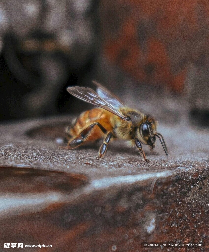蜜蜂专注地面觅食瞬间