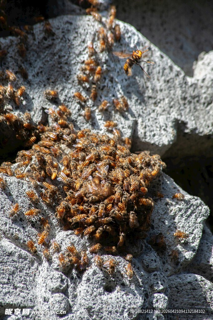 一群蜜蜂聚集在石块上